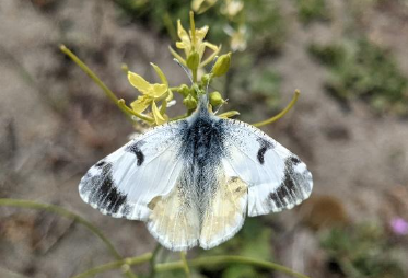 A small butterfly perched on a plant with its wings flat. The wings are white with black and pale yellow markings.