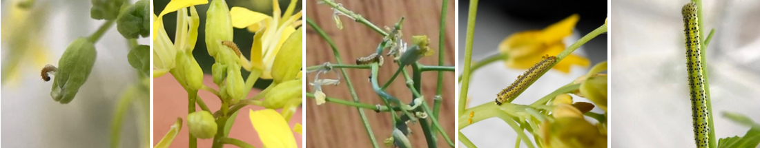 5 individual images depicting each of the 5 instars of the island marble butterfly from a tiny brown caterpillar to a yellow-green caterpillar with black spots. The caterpillars are sitting on host plants with green stems.