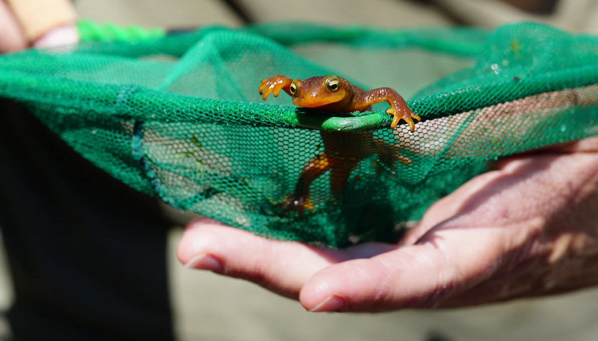 A California Newt inside a net being held in a ranger's hand