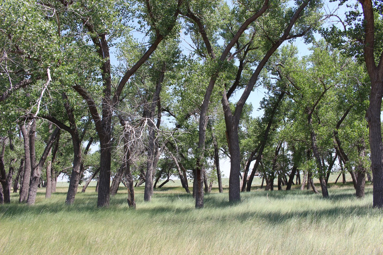 grove  of cotton wood trees