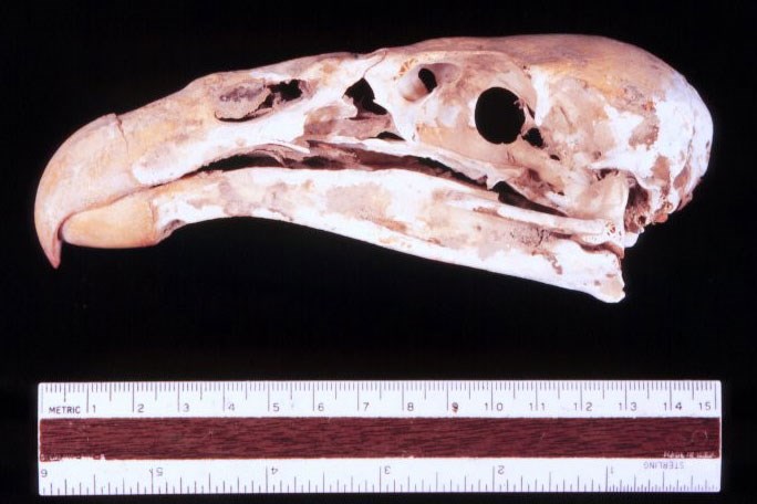 Fossil condor skull from a cave in Grand Canyon National Park, Arizona. Fossil condor skull from a cave in Grand Canyon National Park, Arizona.