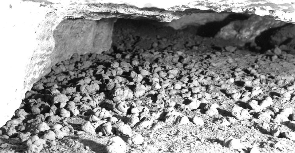 Pleistocene ground sloth dung boluses (feces) preserved in Rampart Cave Pleistocene ground sloth dung boluses (feces) preserved in Rampart Cave