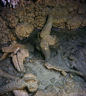 Beautifully preserved and mineralized remains of a Pleistocene      brush ox specimen within Musk Ox Cave