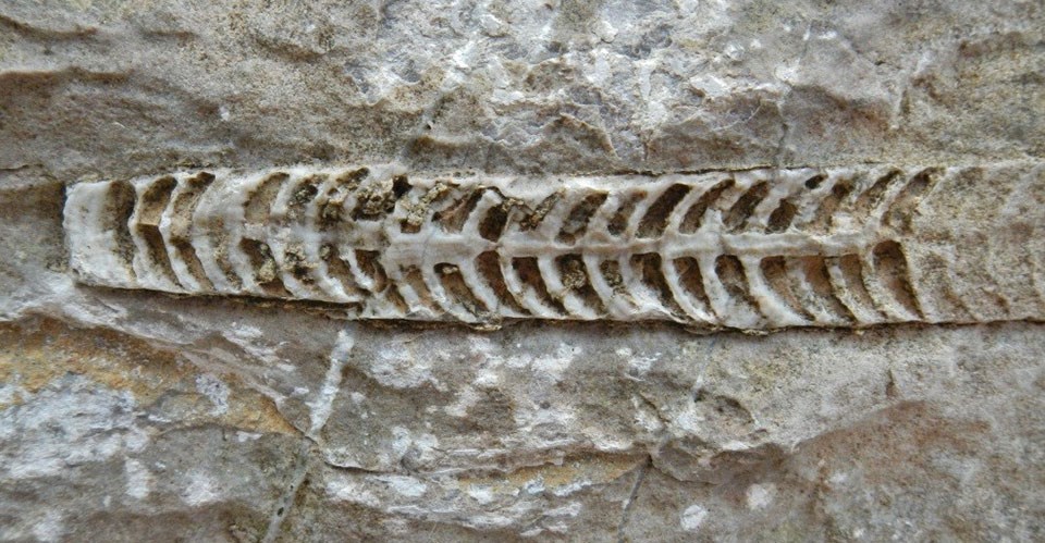 Fossil nautiloid exposed in a rock shelter