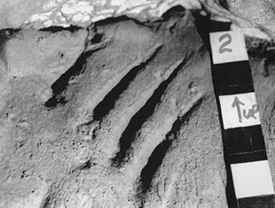 Fossil bear claw marks