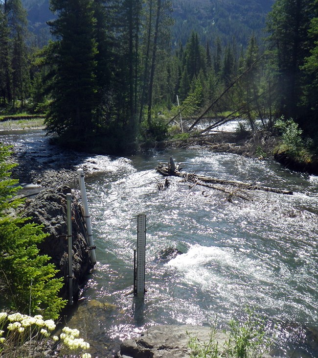 SBC4 water quality monitoring site in Soda Butte Creek wide flowing stream with white water caps surrounded by tall conifers