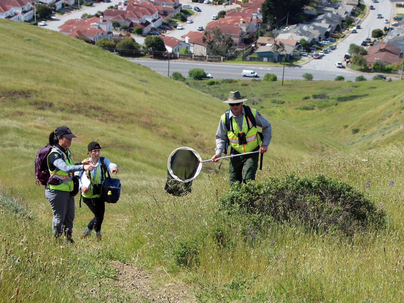 Capturing mission blues on San Bruno Mountain Two people pointing towards a butterfly as a third person prepares to catch it with a net