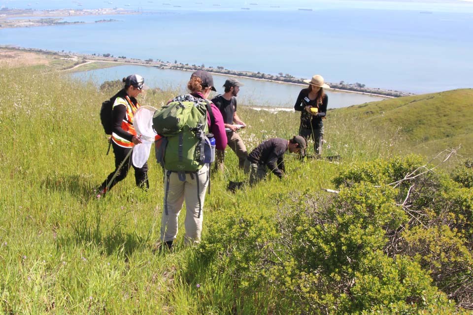 Team of people some working of different butterfly translocation tasks on a grassy mountainside