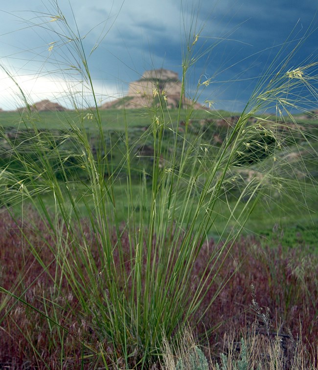 green bunch grass with wispy tops over seed heads