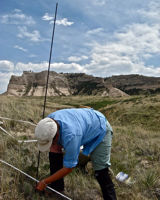 Plant community monitoring A person bent over a measuring tape holding a pole next to it and looking at the ground