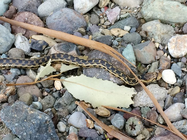Looking down at the patterned back and head of a Santa Cruz Island gopher snake as it moves along the ground