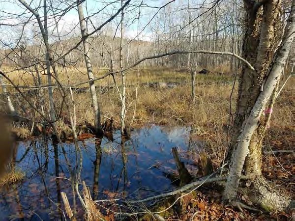 SDM Wetland a wetland with large tree on right