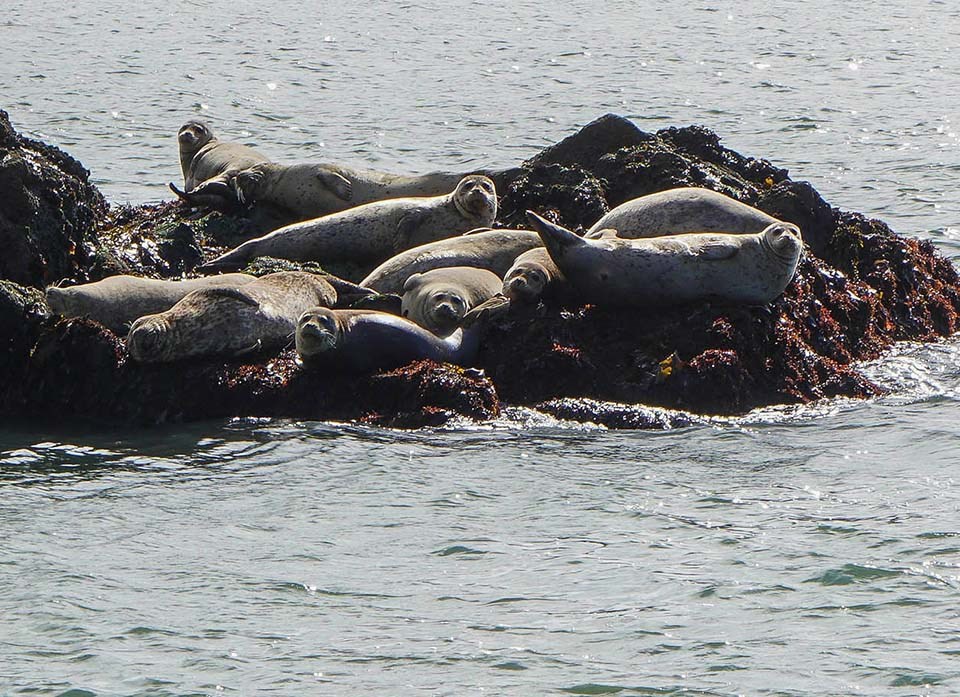 Several harbor seals hauled out on a rock at Point Bonita