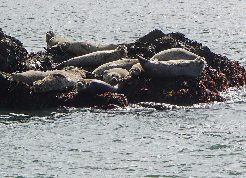 Harbor seals at Point Bonita Several harbor seals hauled out on a rock at Point Bonita