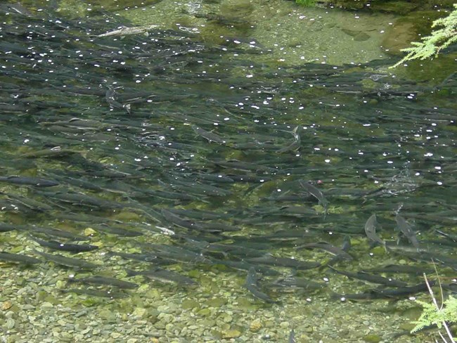 Salmon run in the Indian River, KLGO.