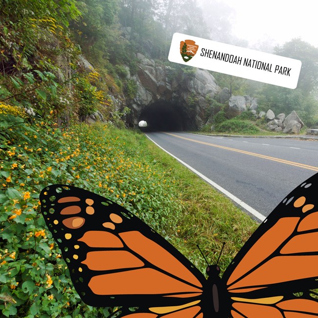 A mock selfie of a monarch at Shenandoah National Park