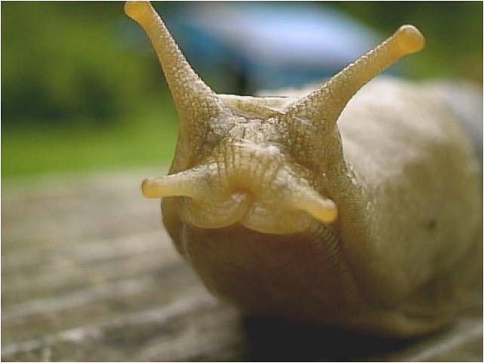 Yellow-colored banana slug