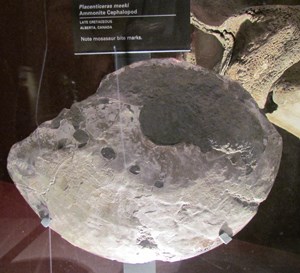 ammonite display