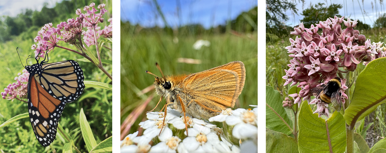 A monarch butterfly feeding on pink flowers (left). Orange butterfly feeding on white flowers (middle). A bumble bee on pink flowers (right).