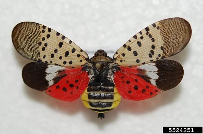 Spotted lanternfly with wings open showing namesake spots