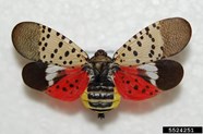 Spotted Lanternfly 101 U S National Park Service 