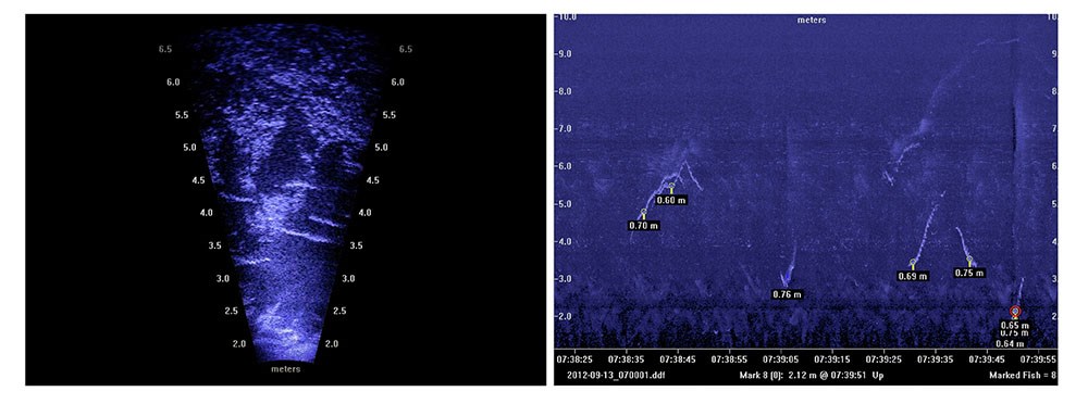 Two sonar images showing fish signatures.