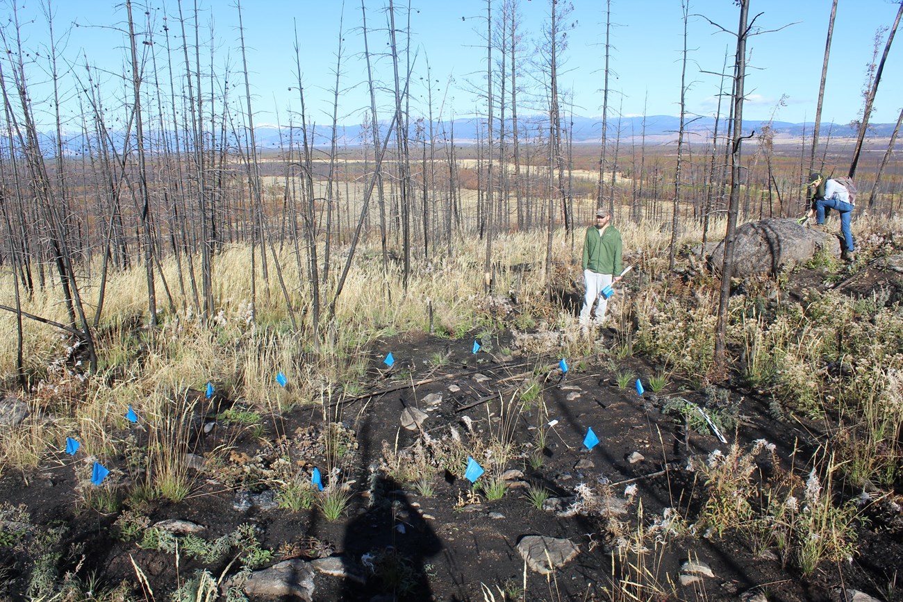 Figure 4. Prehistoric obsidian quarry exposed by wildland fire. Photo - ©D. MacDonald