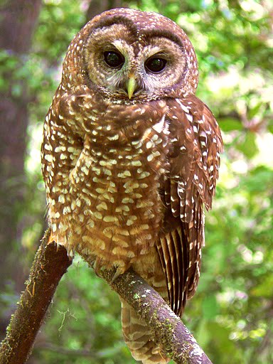 Northern spotted owl perches on branch