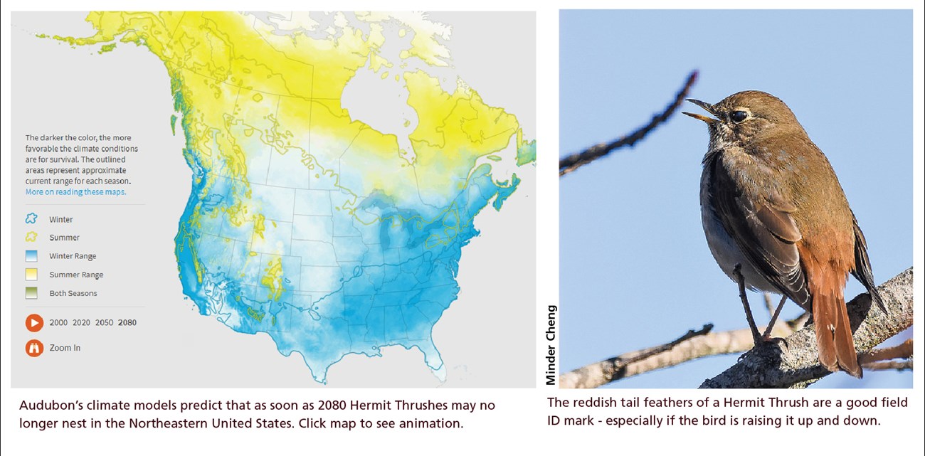 Graphic showing a map of Hermit Thrush range in 2080 and the back of a perching Thrush.