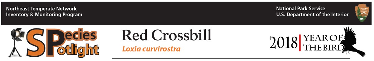 Species Spotlight - Red Crossbill. Loxia curvirostra. 2018 Year of the Bird