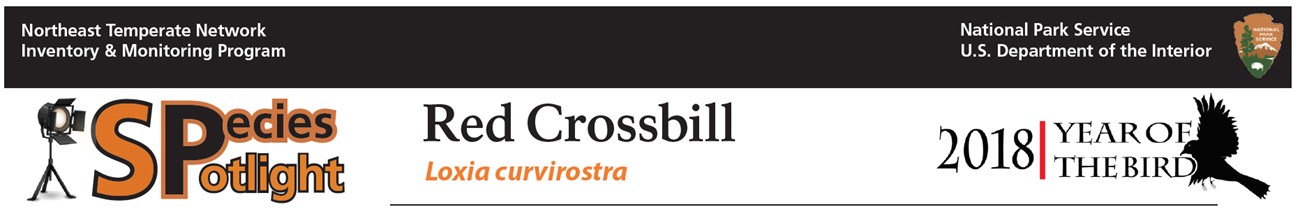 Species Spotlight - Red Crossbill. Loxia curvirostra. 2018 Year of the Bird Species Spotlight - Red Crossbill. Loxia curvirostra. 2018 Year of the Bird