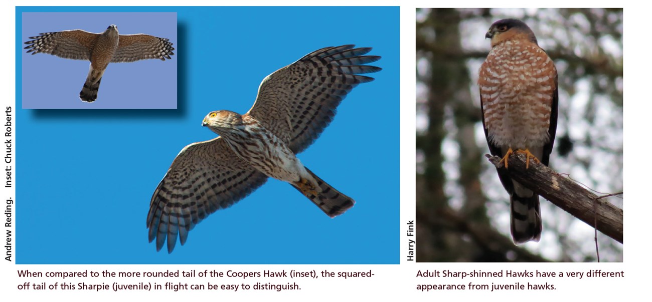 sharp-shinned vs. coopers hawk