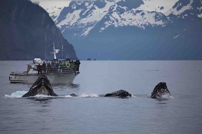 Whales and a small boat.