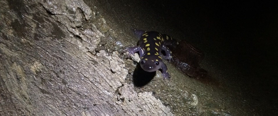 Spotted salamander at Cuyahoga Valley National Park.