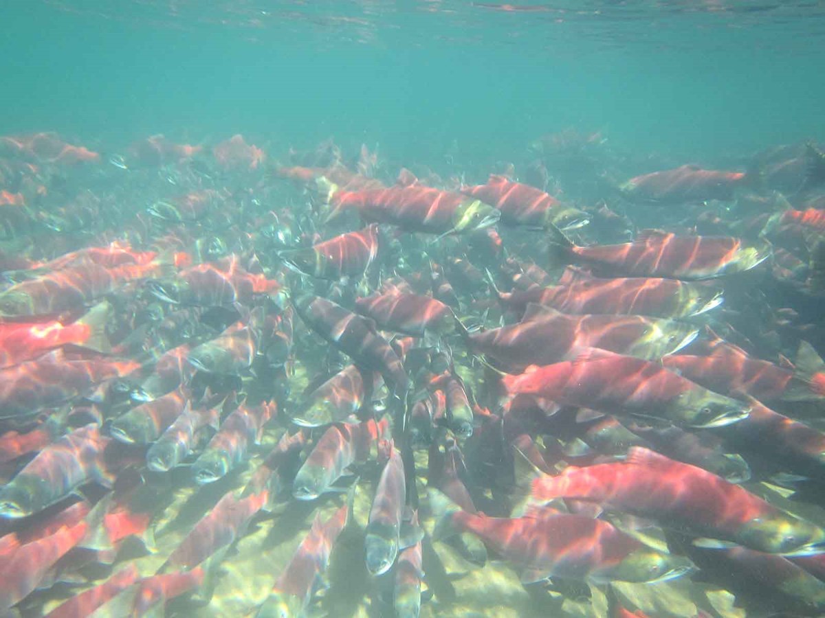 SalmonIMG_2113 A school of spawning salmon thick in the water.