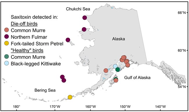 Sampled seabirds_high res Map of Alaska coastline with color-coded circles indicating locations and species of birds with saxitoxin in their systems.