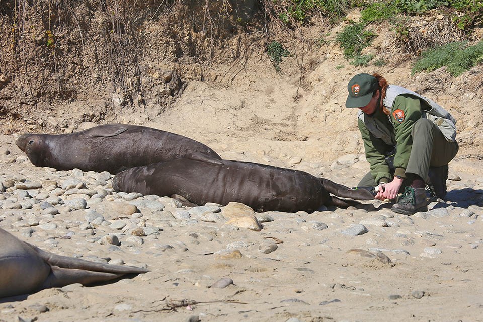 A researcher kneels behind a weaned elephant seal pup, preparing to apply a tag to its hindflipper