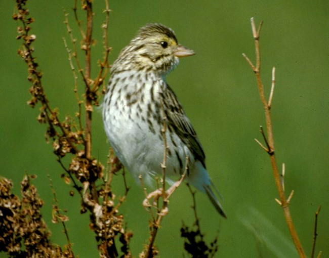 SavannahSparrow_RobBennetts A Savannah Sparrow perched on a shrub.