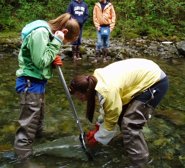 Science Field School in Sitka National Historical Park students in waders stand in a stream with a net