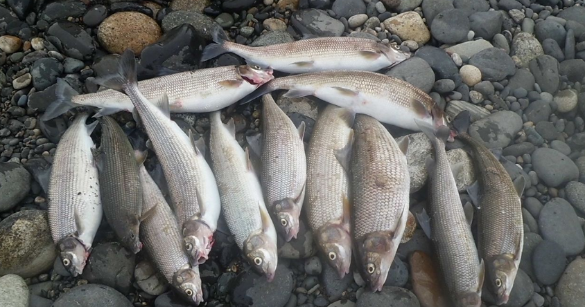 Dead mountain whitefish found along the Yellowstone River shore