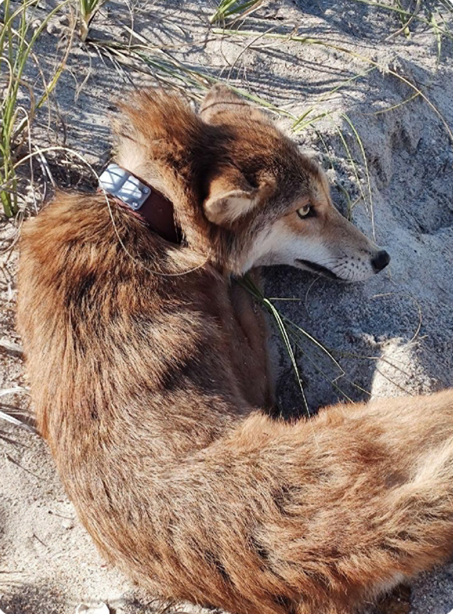 A reddish coyote laying on sand and grass wearing a collar.