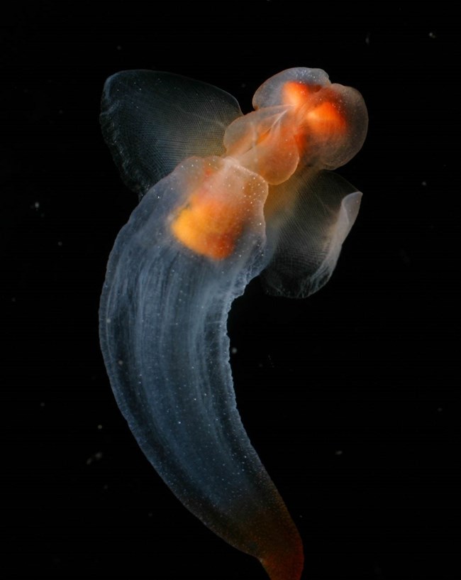 A close up of a sea butterfly