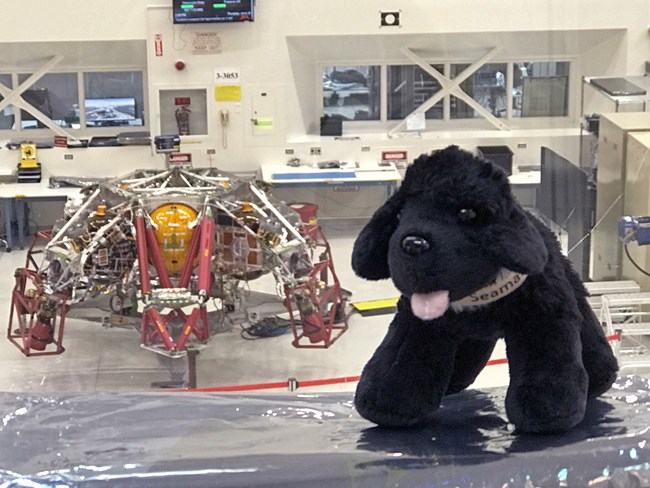 toy dog overlooking insight aircraft