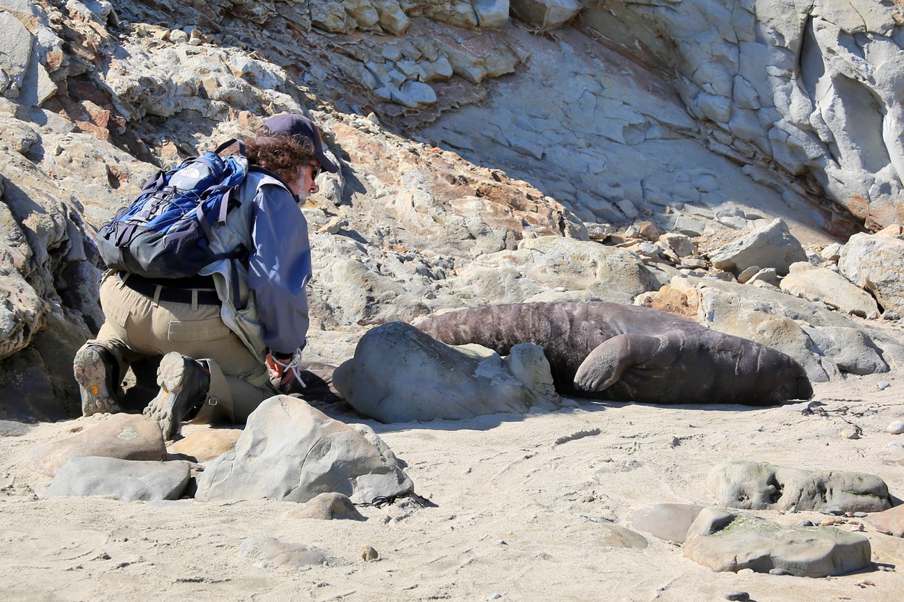 A person kneels behind a sleeping elephant seal.