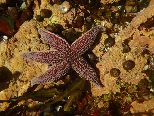 A sea star is submerged back into the Gulf of Maine.