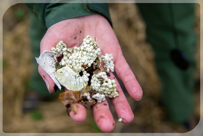 A member of the cleanup crew holds out a handful of tiny pieces of Styrofoam picked up off the beach.