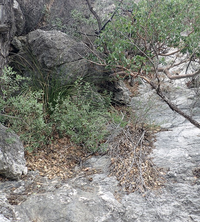 A dry, leaf-covered depression bordered by bedrock on one side and boulders and a tree on the other.