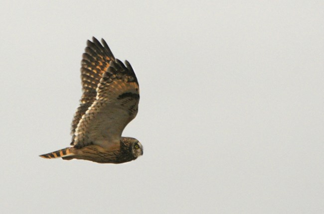 Owl in flight with light underwings and a black patch on wrist and wing tips. Head and body are darker brown.