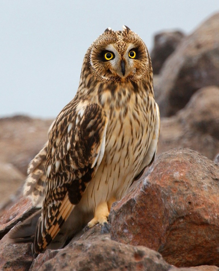 Medium-sized owl with buffy, brown-streaked breast and darker brown back and wing feathers. Two small feather tufts crown the head above yellow and black eyes and a whitish facial disk.