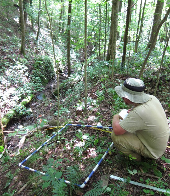 Person crouched over a rectangular forest monitoring plot recording data